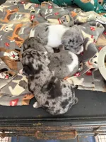 Oreo, a male Rat Terrier for sale in Whitakers, NC – Photo 6 of 6