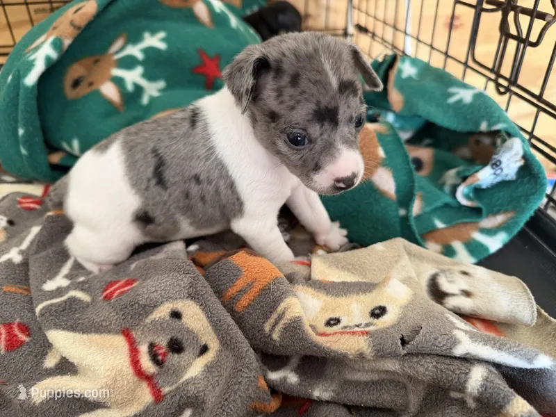 Oreo – Rat Terrier puppy for sale in Whitakers, NC