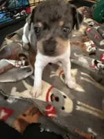 Oreo, a male Rat Terrier for sale in Whitakers, NC – Photo 2 of 6