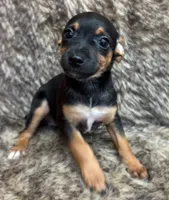 Ziggy, a male Rat Terrier for sale in Whitakers, NC – 3 of 8