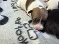 Ronda, a female Rat Terrier for sale in Whitakers, NC – 6 of 7