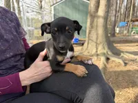 Izzy, a female Rat Terrier for sale in Whitakers, NC – Photo 6 of 8