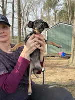 Izzy, a female Rat Terrier for sale in Whitakers, NC – Photo 8 of 8
