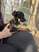 Izzy, a female Rat Terrier for sale in Whitakers, NC – Photo 7 of 8