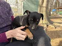 Izzy, a female Rat Terrier for sale in Whitakers, NC – Photo 3 of 8