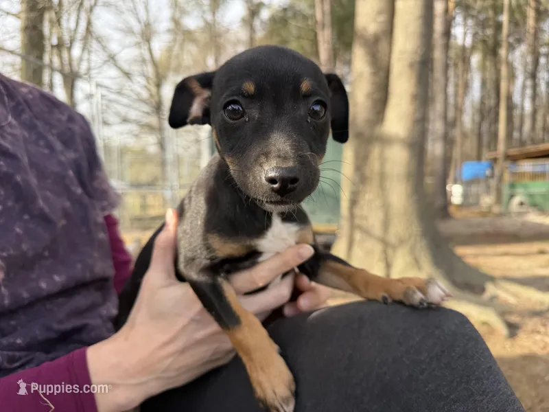 Izzy – Rat Terrier puppy for sale in Whitakers, NC