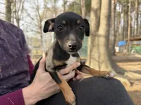 Izzy, a female Rat Terrier for sale in Whitakers, NC – Photo 1 of 8