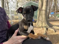 Izzy, a female Rat Terrier for sale in Whitakers, NC – Photo 4 of 8
