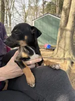 Izzy, a female Rat Terrier for sale in Whitakers, NC – Photo 5 of 8