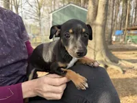 Izzy, a female Rat Terrier for sale in Whitakers, NC – Photo 2 of 8