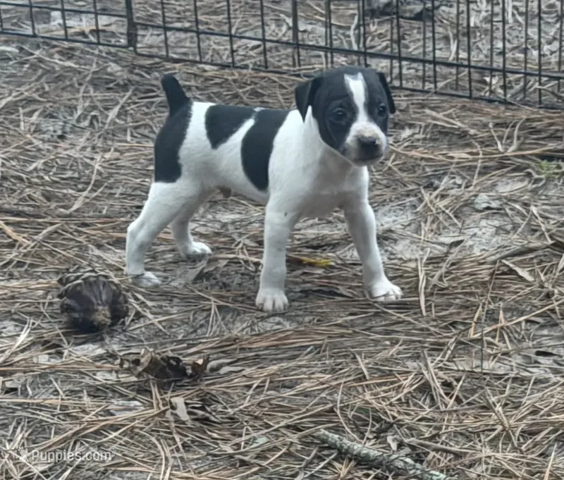Trooper – Rat Terrier puppy for sale in Whitakers, NC
