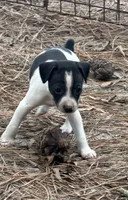 Trooper, a male Rat Terrier for sale in Whitakers, NC – 5 of 5