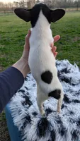 Spotty, a female Rat Terrier for sale in Whitakers, NC – Photo 10 of 10