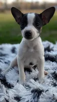 Spotty, a female Rat Terrier for sale in Whitakers, NC – Photo 9 of 10