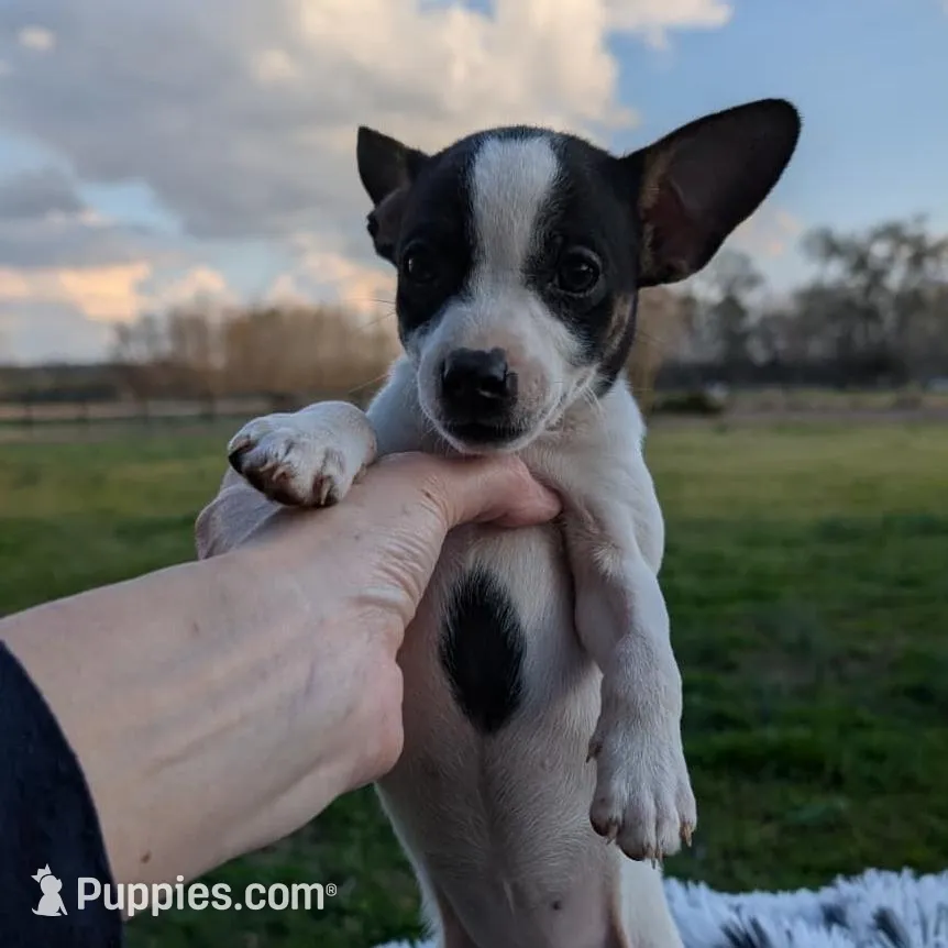 Spotty – Rat Terrier puppy for sale in Whitakers, NC