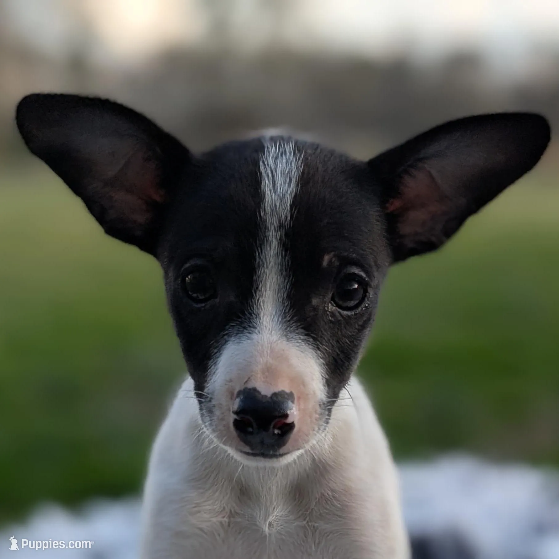 Siggy – Rat Terrier puppy for sale in Whitakers, NC