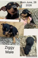 Ziggy, a male Rat Terrier for sale in Whitakers, NC – 2 of 8