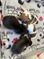 Ronda, a female Rat Terrier for sale in Whitakers, NC – 7 of 7