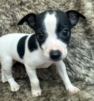 Lola, a female Rat Terrier for sale in Whitakers, NC – 2 of 9