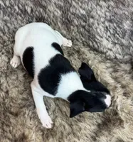 Lola, a female Rat Terrier for sale in Whitakers, NC – 3 of 9
