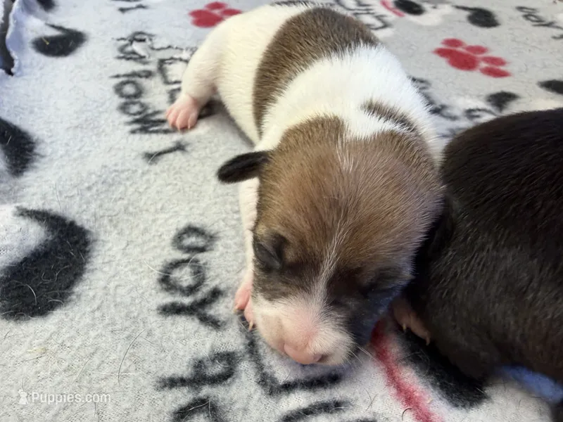 Ronda – Rat Terrier puppy for sale in Whitakers, NC
