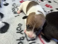 Ronda, a female Rat Terrier for sale in Whitakers, NC – 1 of 7