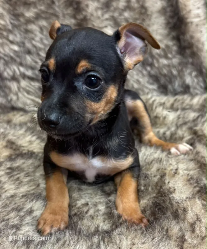 Ziggy – Rat Terrier puppy for sale in Whitakers, NC