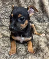 Ziggy, a male Rat Terrier for sale in Whitakers, NC – 1 of 8