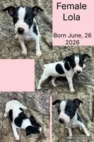 Lola, a female Rat Terrier for sale in Whitakers, NC – 4 of 9