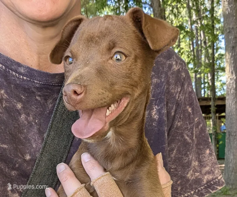 Hershey – Rat Terrier puppy for sale in Whitakers, NC