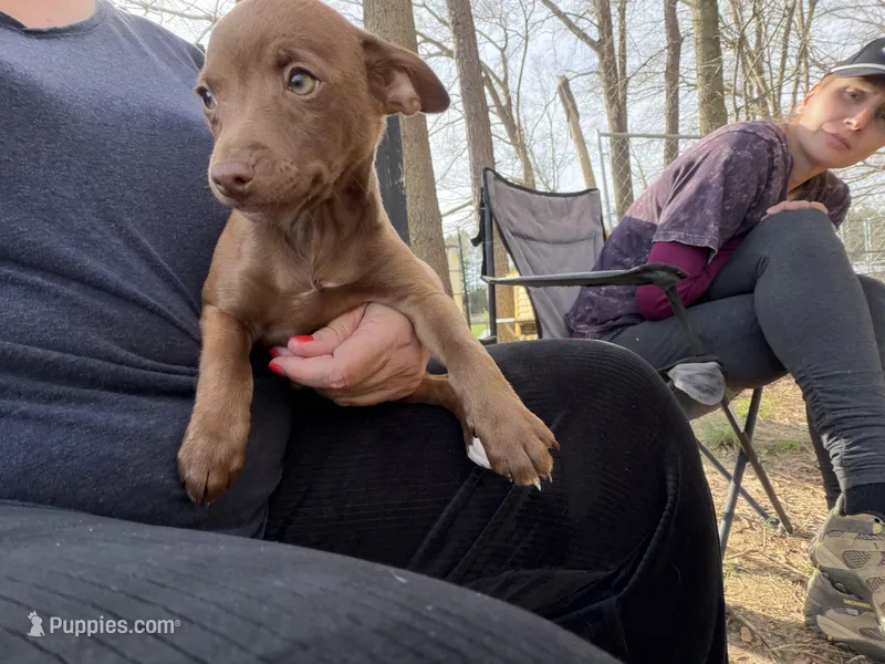 Hershey – Rat Terrier puppy for sale in Whitakers, NC