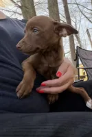 Hershey, a male Rat Terrier for sale in Whitakers, NC – Photo 4 of 5