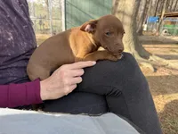 Hershey, a male Rat Terrier for sale in Whitakers, NC – Photo 5 of 5