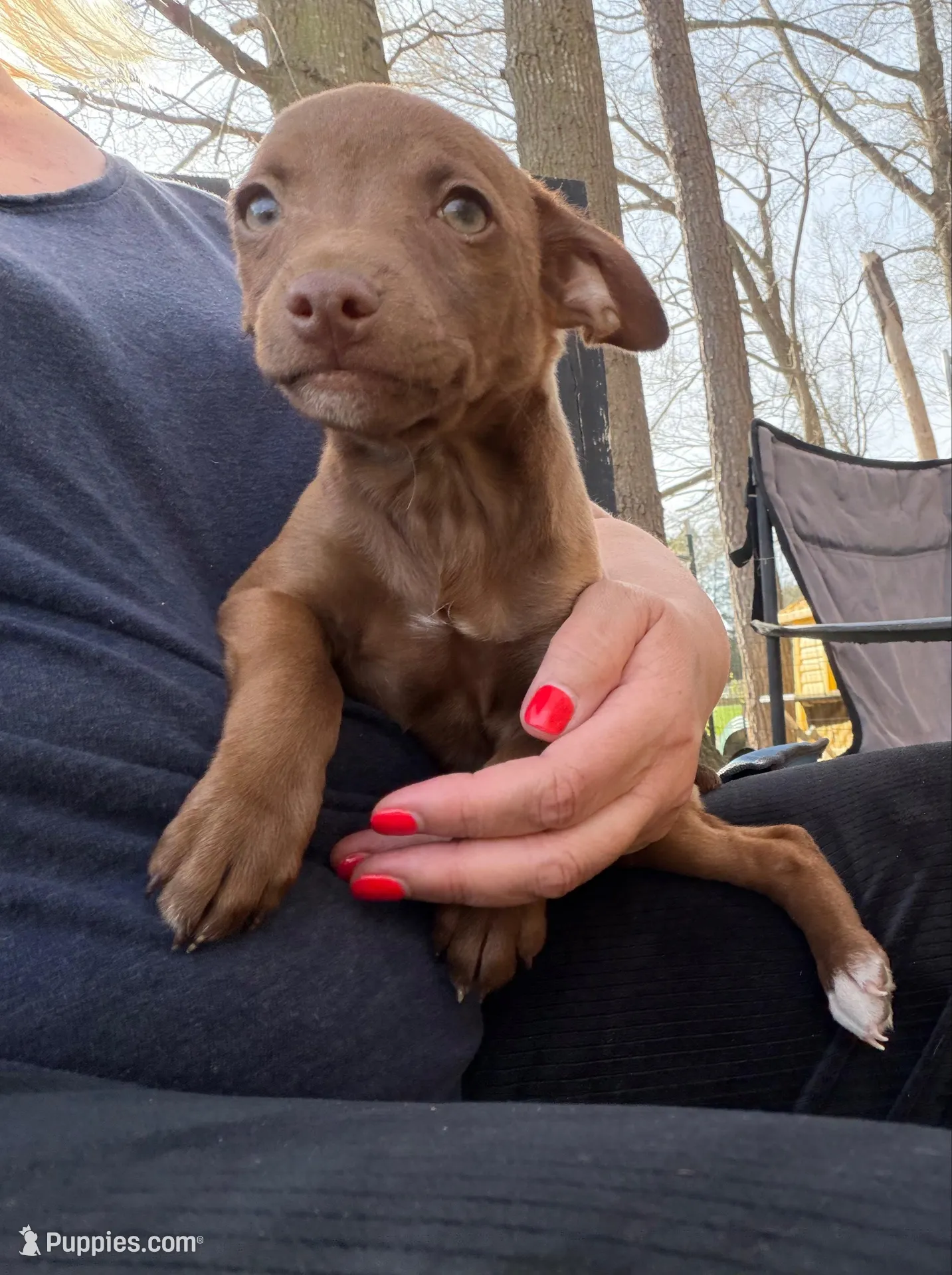 Hershey, a male Rat Terrier for sale in Whitakers, NC – Photo 2 of 5