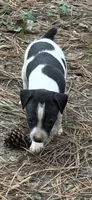 Trooper, a male Rat Terrier for sale in Whitakers, NC – 2 of 5