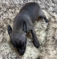 Dusty, a male Rat Terrier for sale in Whitakers, NC – 3 of 4