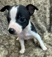 Lola, a female Rat Terrier for sale in Whitakers, NC – 9 of 9