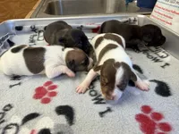 Ronda, a female Rat Terrier for sale in Whitakers, NC – 5 of 7