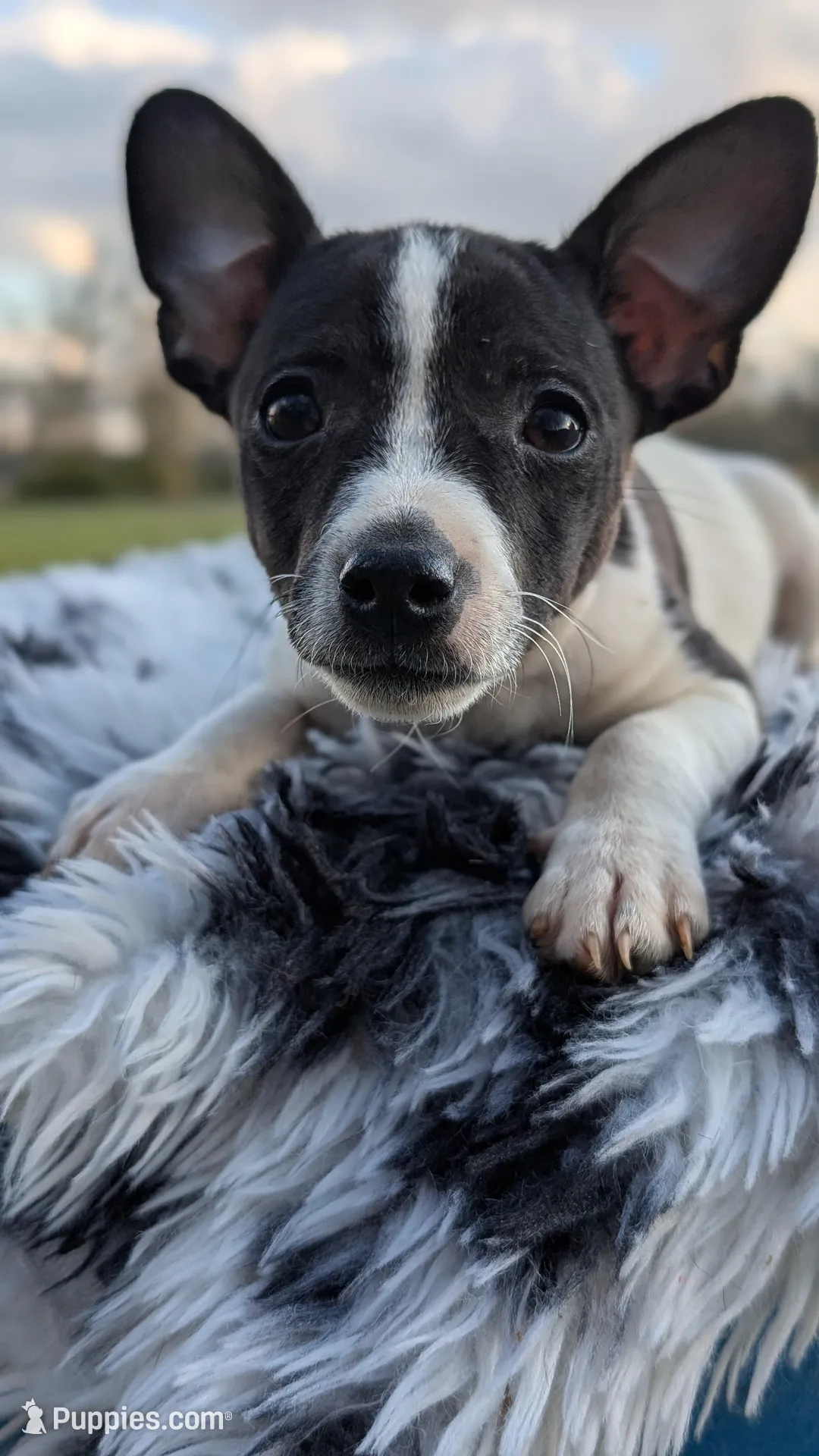 Jasmine  – Rat Terrier puppy for sale in Whitakers, NC
