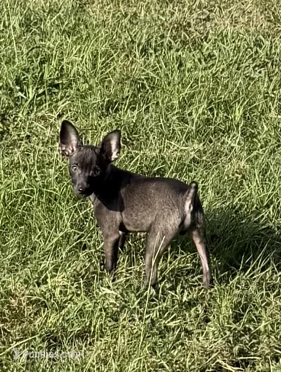 Dusty – Rat Terrier puppy for sale in Whitakers, NC