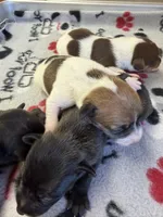 Ronda, a female Rat Terrier for sale in Whitakers, NC – 4 of 7