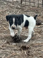 Trooper, a male Rat Terrier for sale in Whitakers, NC – 4 of 5