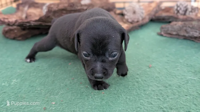 Blueberry – Rat Terrier puppy for sale in Whitakers, NC