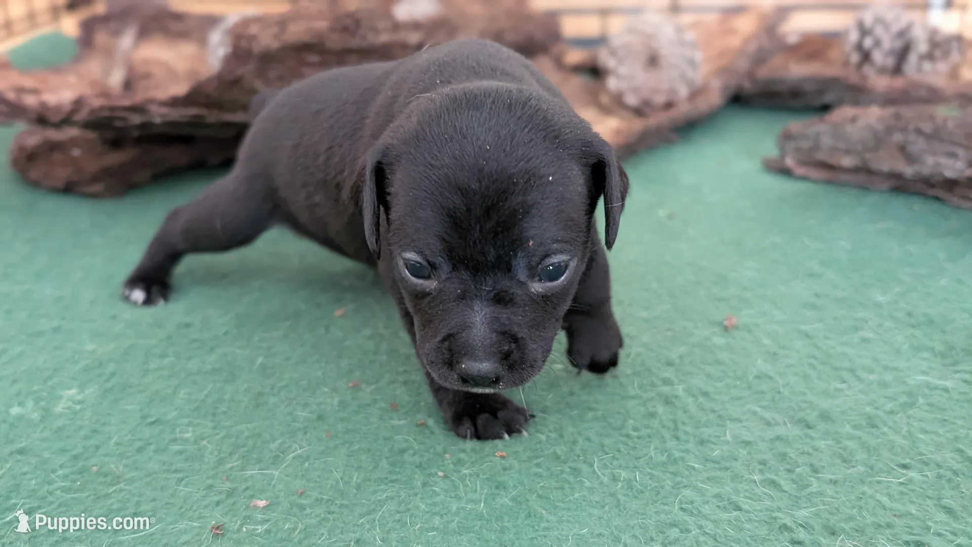 Blueberry, a female Rat Terrier for sale in Whitakers, NC – Photo 1 of 5