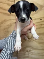 Rocky, a male Rat Terrier for sale in Whitakers, NC – Photo 2 of 4