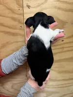 Rocky, a male Rat Terrier for sale in Whitakers, NC – Photo 4 of 4