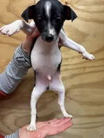 Rocky, a male Rat Terrier for sale in Whitakers, NC – Photo 3 of 4