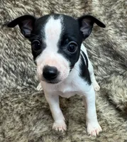 Lola, a female Rat Terrier for sale in Whitakers, NC – 5 of 9