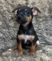 Ziggy, a male Rat Terrier for sale in Whitakers, NC – 6 of 8