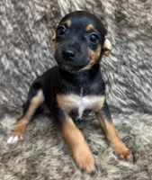 Ziggy, a male Rat Terrier for sale in Whitakers, NC – 4 of 8
